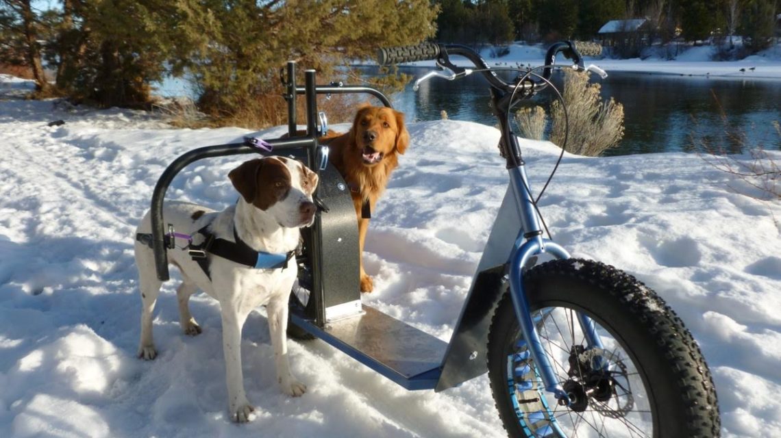 dog powered dirt scooter