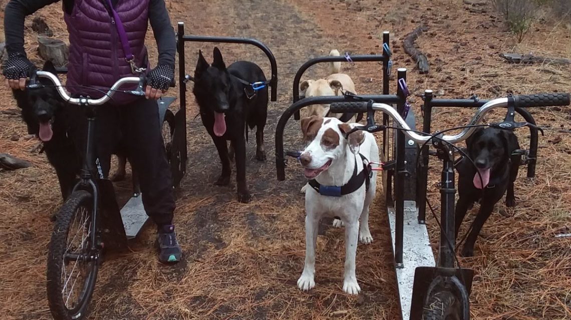 dog powered adult scooters